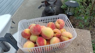 First harvest home grown no spray peaches [upl. by Balthazar]