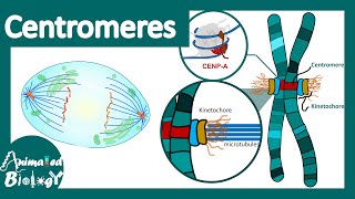 Centromeres  Centromeres and Kinetochores  Chromosomal organization  centromere function [upl. by Osugi901]