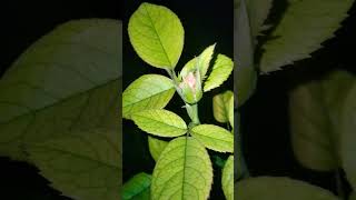 gardening fertilizer plants kkhomegardening kkhomegardening gardeningtips garden shortvideo [upl. by Navi]