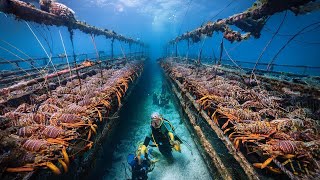 How European Fishermen Catch Millions of Lobsters in Deep Sea Traps and Make Millions of Dollars [upl. by Patrich833]