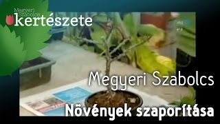 Növények szaporítása  Dugványozás Megyeri Szabolcs [upl. by Honeyman]