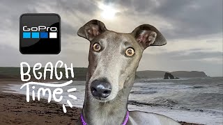 GREYHOUND runs and plays on Devon beach wearing GO PRO camera [upl. by Yrelle501]