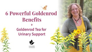 Goldenrod Benefits Medicinal Uses of Goldenrod Plant  Solidago [upl. by So726]