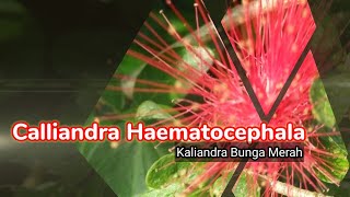 Mengenal Tanaman Calliandra Haematocephala Kaliandra Bunga MerahRed Powder Puff [upl. by Andee489]