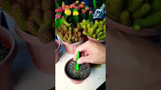 Mammillaria elongata Succulent plant succulents plants cactus propagation homegarden tips [upl. by Neivad]