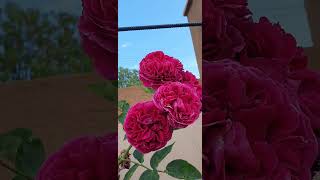 Falstaff  climbing rose by DAustin byagardendreams [upl. by Dacie]