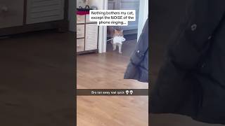 Who’s the cowardfunny cat funnyvideo pets usa memes funnycats catlover [upl. by Ennaerb]