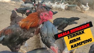 KABAR TERNAK TERBARU‼️RUTINITAS PEMBERIAN PAKAN AYAM KAMPUNG PESILANGAN PAGI HARI [upl. by Turnheim]