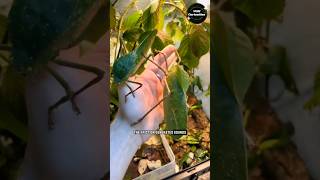 Giant Leaf Katydid Sound  Stridulation 🌿 [upl. by Atilef]