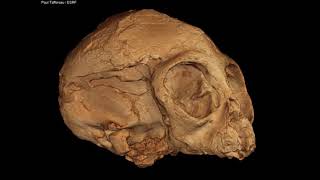 Discovery of a 13 millionyearold skull sheds light on ape evolution [upl. by Adnirol]