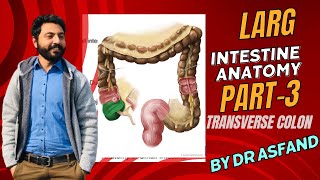 Large Intestine Anatomy of Transverse Colon Blood Supply Nerve Supply [upl. by Adore]