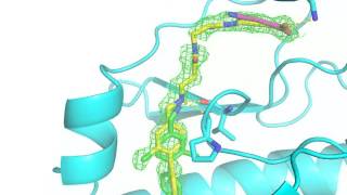 Specific CK2alpha inhibitor CAM4066 [upl. by Enawtna]