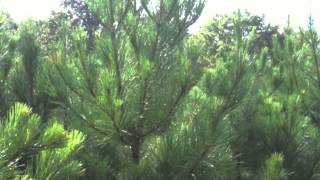 Loblolly Pine Trees [upl. by Annamaria]