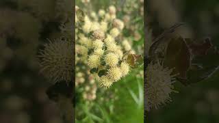 Flor de Baccharis rhomboidalis flores flor flowers chile [upl. by Aynatan]