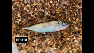 Fishing AT  Abbotsbury Chesil Beach catching a mix of 9 different Summer and Winter species [upl. by Akoyin]