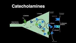 Catecholamines Norepinephrine Epinephrine [upl. by Tabitha]