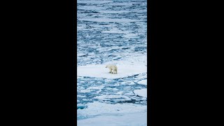 🐻‍❄️ Tiny Polar Bears lost it’s mother  😍 polarbearrescue wildlifeconservation arcticanimals [upl. by Nirihs]