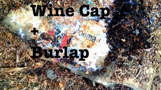 Wine Cap  Inoculating Burlap Sacks part 2 [upl. by Ecnerewal]