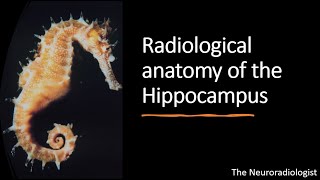 Unforgettable Radiological Anatomy of the Hippocampus [upl. by Isabelita806]