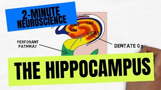 2Minute Neuroscience The Hippocampus [upl. by Irneh]