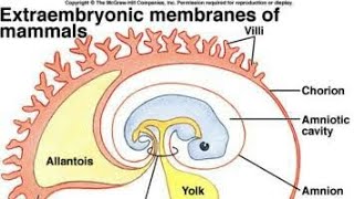 extra embryonic membraneACF [upl. by Yeaton672]