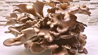 Erntezeit Folge 45  Lungenseitling  SommerAusternseitling  Pleurotus pulmonarius [upl. by Orelia]