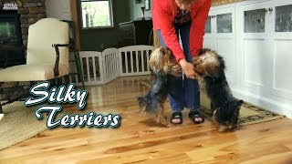 Adopting a Silky Terrier  Introduction to the personality of this unique breed [upl. by Cirad10]