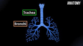 Trachea Bronchial Tree and Alveolar Tree Parts Structures and Walls  Anatomy [upl. by Vinia]