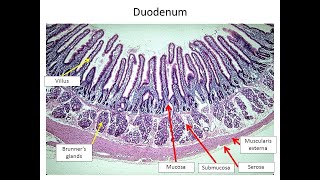 Histology of the duodenum Brunners glands and Crypts of lieberkuhn [upl. by Nosrej]