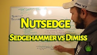 How To Kill Nutsedge  Sedgehammer vs Dismiss  The Grass Factor [upl. by Imis]