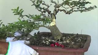 Bonsai Tutorials for Beginners How to Make Bonsai Trunk Look Fatter [upl. by Anaeerb707]