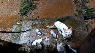 cats and kittens waiting for food Rainy day 🌧️ [upl. by Ludly]