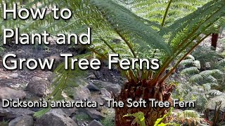 Tree Fern Care  Planting Dicksonia Antarctica  PLUS Watering Fertilizer and General Care [upl. by Sella831]