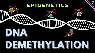 DNA Demethylation mechanisms  Part 2  Epigenetics  GATECSIRNET [upl. by Franzoni]