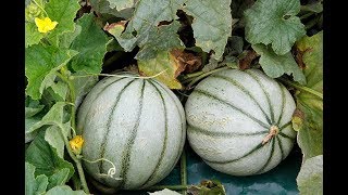 TOUT SAVOIR SUR LE MELON BIEN LE SEMER ET LE PLANTER [upl. by Wendalyn437]