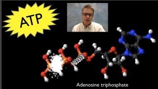 ATP Adenosine Triphosphate [upl. by Misa]