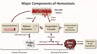 Hemostasis Lesson 1  An Introduction [upl. by Yltsew]