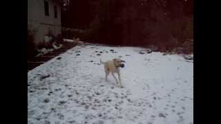 Lab with CNM centronuclear myopathy plays in snow starring Noodle the wonder Labrador retriever [upl. by Enelra]