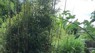 Bambus Phyllostachys nigra [upl. by Idak]