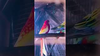 Rosella parrot vlogs my YouTube channel please🙏🙏 support like and subscribe [upl. by Benkley]