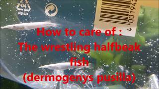 How to care of  the wrestling halfbeak fish dermogenys pusilla [upl. by Nylkoorb]