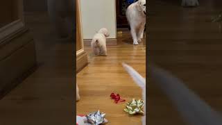 English Cream Golden Retriever Puppies Playing [upl. by Ardussi]