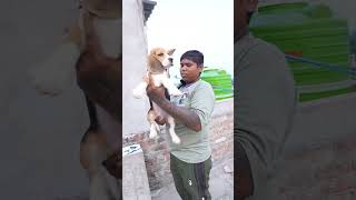 Home breed beagle puppy sell lowest price beagle naihati [upl. by Lehctim]