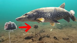 BEST way to catch pike Dead bait [upl. by Olwena]