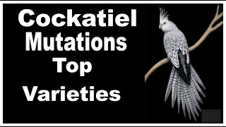 Cockatiel Mutations amp Colours  Cockatiel Parrot Top Varieties [upl. by Iblehs]