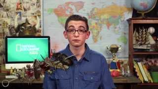 Why Insects Are Good For the Planet  Nat Geo Kids Insects Playlist [upl. by Guntar]