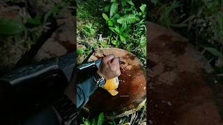 Split a coconut using your fist strength coconut [upl. by Cayser264]