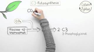 Varianten der Fotosynthese  C4 und CAM  Biologie  Pflanzen und Pilze [upl. by Ennaylime953]