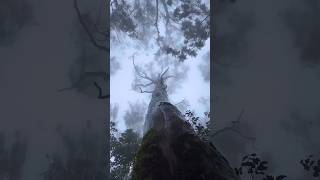 Raintree 🌧 video by Divineforests forest rainforest nature relaxinginnature psyambient lofi [upl. by Pavel]