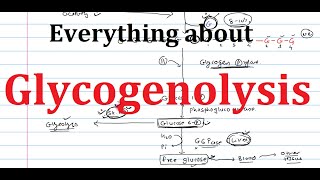 19 Glycogenolysis  Glycogen Breakdown  Biochemistry  Metabolism [upl. by Jessa]